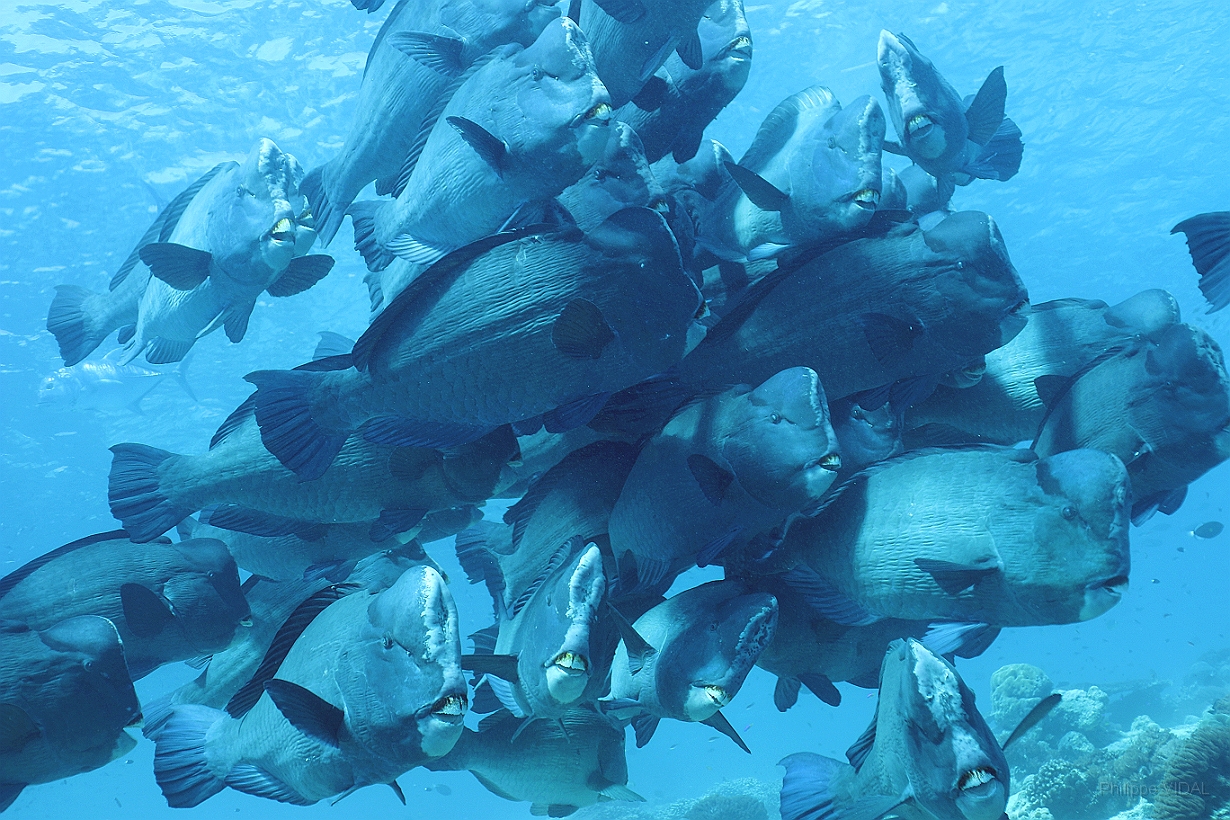 Sipadan_2015_Poisson perroquet a bosse_Bolbometopon muricatum_IMG_2191_rc.jpg